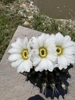 Acanthocalycium klimpelianum
